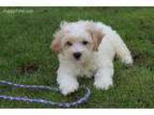 Cavachon Puppy for sale in Fort Plain, NY, USA