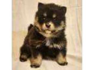 Mutt Puppy for sale in Santaquin, UT, USA