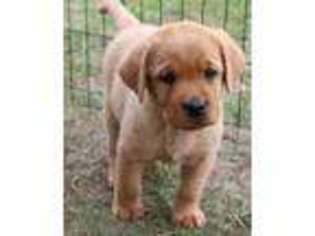 Labrador Retriever Puppy for sale in Riverdale, MI, USA