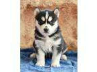 Siberian Husky Puppy for sale in Arcola, IL, USA