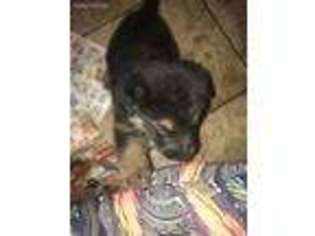 German Shepherd Dog Puppy for sale in East Greenbush, NY, USA
