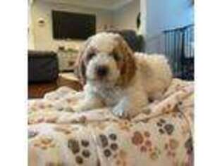 Saint Berdoodle Puppy for sale in Highland, UT, USA