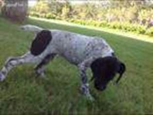 German Shorthaired Pointer Puppy for sale in Plant City, FL, USA