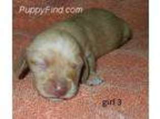 Dachshund Puppy for sale in Dahlonega, GA, USA