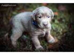 Labrador Retriever Puppy for sale in Branchland, WV, USA