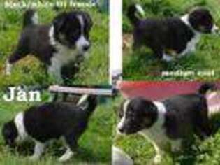 Border Collie Puppy for sale in Decatur, AR, USA