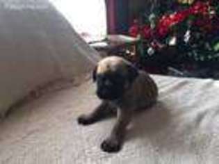 Mastiff Puppy for sale in Jenkins, KY, USA