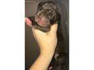 Great Dane Puppy for sale in Vidor, TX, USA