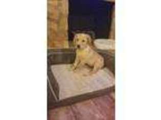 Golden Retriever Puppy for sale in Hartsville, SC, USA