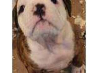 Bulldog Puppy for sale in Washington, PA, USA