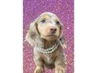 Dachshund Puppy for sale in Morristown, TN, USA