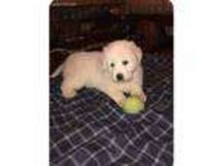 Great Pyrenees Puppy for sale in Norton, MA, USA