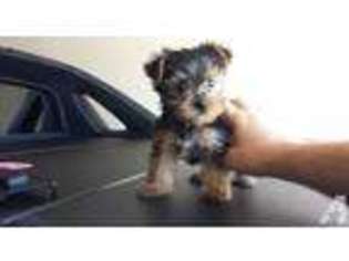 Yorkshire Terrier Puppy for sale in MILFORD, MI, USA