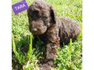 Labradoodle Puppy for sale in Kirby, AR, USA