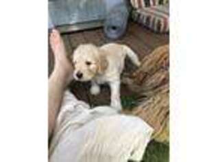 Goldendoodle Puppy for sale in La Pine, OR, USA