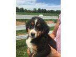 Bernese Mountain Dog Puppy for sale in Lewisburg, KY, USA