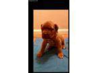 American Bull Dogue De Bordeaux Puppy for sale in Westerville, OH, USA
