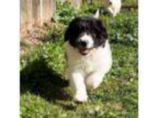 Great Pyrenees Puppy for sale in Bonsall, CA, USA