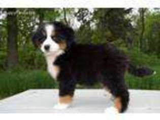 Bernese Mountain Dog Puppy for sale in Marshall, MN, USA