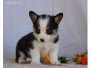 Pembroke Welsh Corgi Puppy for sale in Dunnville, KY, USA
