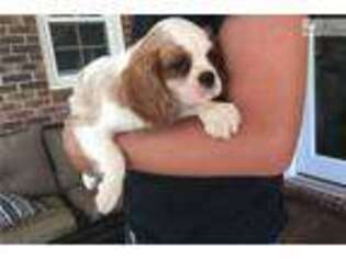 Cavalier King Charles Spaniel Puppy for sale in Greenville, SC, USA