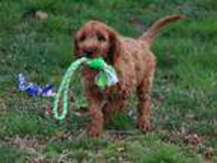 Goldendoodle Puppy for sale in Dunnville, KY, USA