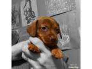 Dachshund Puppy for sale in Harrisville, MS, USA