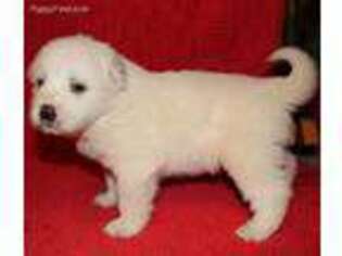 Great Pyrenees Puppy for sale in Chambersburg, PA, USA