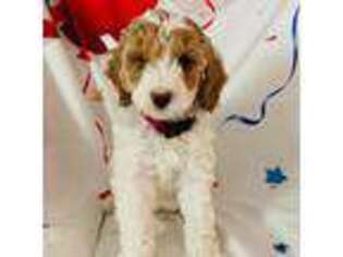 Labradoodle Puppy for sale in Whitehouse, OH, USA