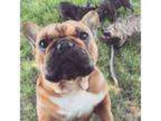French Bulldog Puppy for sale in Rising Fawn, GA, USA