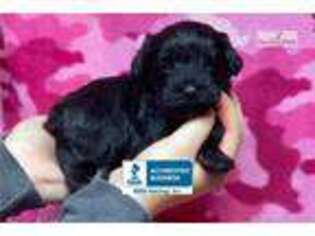 Schnoodle (Standard) Puppy for sale in Monroe, LA, USA