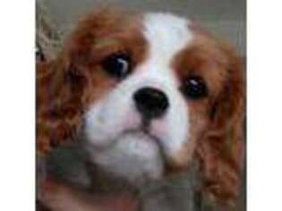 Cavalier King Charles Spaniel Puppy for sale in Mentor, OH, USA