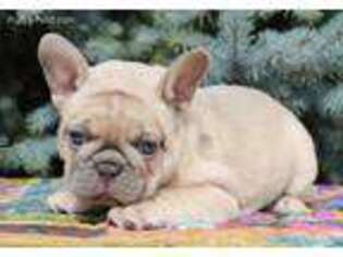 French Bulldog Puppy for sale in Elkton, SD, USA