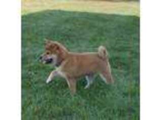 Shiba Inu Puppy for sale in Grand Junction, CO, USA