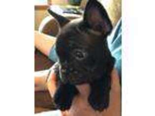 French Bulldog Puppy for sale in Vine Grove, KY, USA