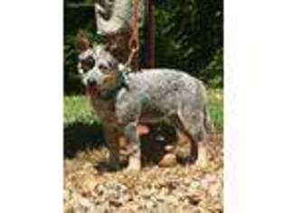 Medium Photo #1 Australian Cattle Dog Puppy For Sale in Taylorsville, NC, USA