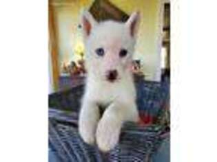 Siberian Husky Puppy for sale in Ottawa Lake, MI, USA