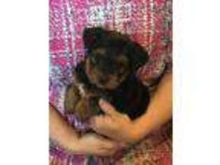 Yorkshire Terrier Puppy for sale in Denver, PA, USA