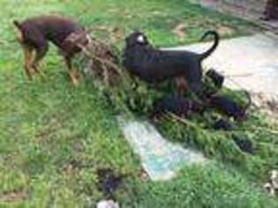 Doberman Pinscher Puppy for sale in Mastic, NY, USA