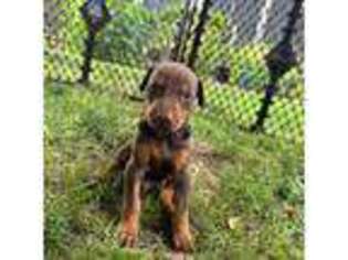 Doberman Pinscher Puppy for sale in Calhoun, KY, USA