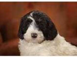 Mutt Puppy for sale in Herndon, PA, USA