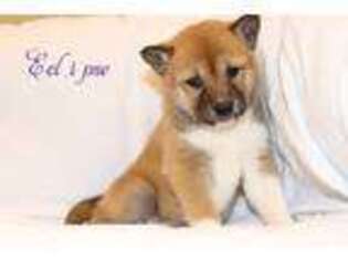 Shiba Inu Puppy for sale in Bernville, PA, USA