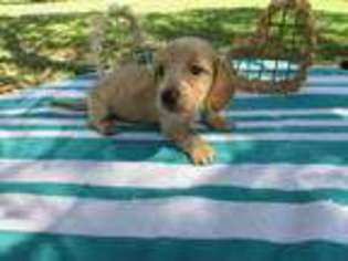 Dachshund Puppy for sale in Stockdale, TX, USA