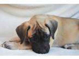 Mastiff Puppy for sale in Tenaha, TX, USA