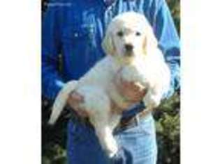 Golden Retriever Puppy for sale in Mattoon, IL, USA