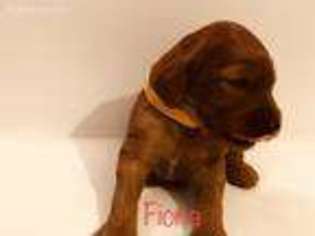 Irish Setter Puppy for sale in Edgewater, FL, USA