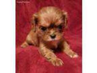 Cavalier King Charles Spaniel Puppy for sale in Connersville, IN, USA
