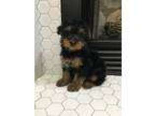 Yorkshire Terrier Puppy for sale in Apple Creek, OH, USA