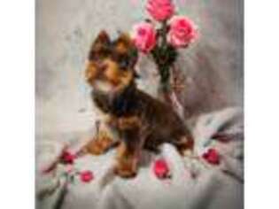Yorkshire Terrier Puppy for sale in Maiden, NC, USA