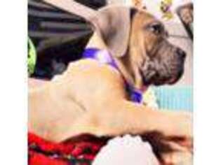 Cane Corso Puppy for sale in Spokane, WA, USA